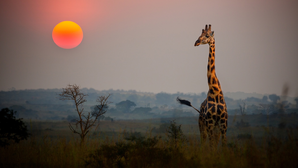 Image of the sun setting on an Africa safari | Eco Africa Digital | Blog | Optimise Marketing Budget & Increase ROI